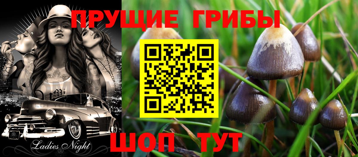 Галлюциногенные грибы Cubensis Строитель